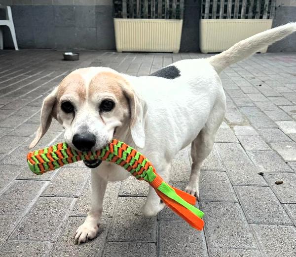 BALOO MINI BEAGLE Foto 3
